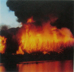 Diamond Black Hearted Boy - Untitled (Limited Edition CDR) (2010)